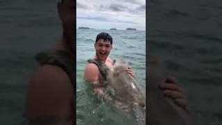 Cute Seal gives hugs while Sea Lion attacks human animals [upl. by Ardnekat]