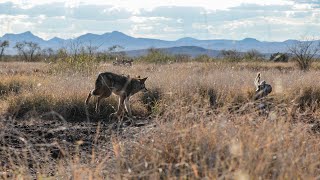 Sixteen Coyotes in One Day and The Best Coyote Hunt Captured on Film  The Last Stand S2E6 [upl. by Lohcin]