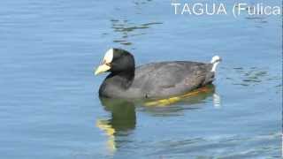 TAGUA Fulica armillata [upl. by Nakhsa133]