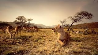 Nat Geo WIld Wildlife of AFRICA Documentary HD [upl. by O'Carroll951]