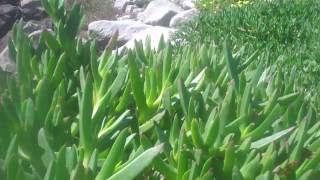 Ice Plant Carpobrotus edulis [upl. by Sivert]