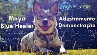 Adestramento Australian Cattle Dog Blue Heeler [upl. by Stead]