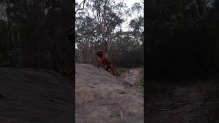 My Ridgeback Loki running along a favourite track 😊 slow motion ridgeback dog australia [upl. by Gipson]