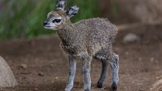 Saigas are Straight Out of Star Wars [upl. by Attenehs]