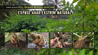 Program Bonsai Sancang Expose Akar Natural Calon Jumbo [upl. by Alastair]