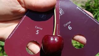 Lapins Cherry Harvest 2018 [upl. by Camile]