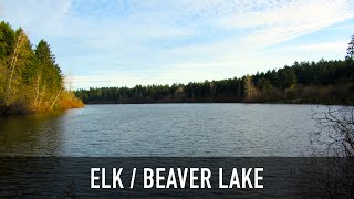 Elk  Beaver Lake Near Victoria BC [upl. by Tyrone]