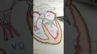 Capas del corazon endocardiomiocardiopericardio [upl. by Adliwa]