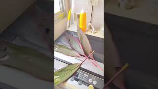 How to grow Cordyline plant from cutting YouTube shorts [upl. by Gurias]