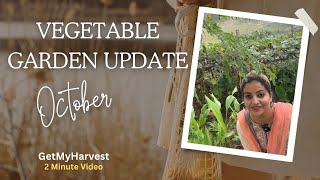 October mein yeh sab lagaya vegetable garden mein  Vegetable Patch Update gardening [upl. by Geoff754]