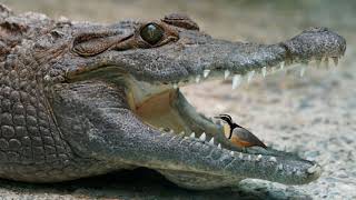 Plover Bird Crocodile  Plover Bird Clean Crocodile Teeth [upl. by Ainegue127]