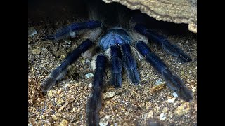 Monocentropus balfouri  collecting the babies after hatch [upl. by Ninazan]