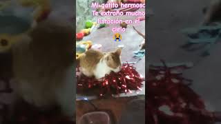 Mi gatito hermoso [upl. by Yci]