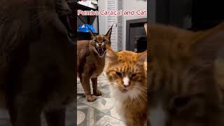 Pumba Caracal and Cat  Animal Sounds [upl. by Wulf615]