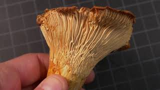 How to identify Chanterelle Mushrooms [upl. by Horter]