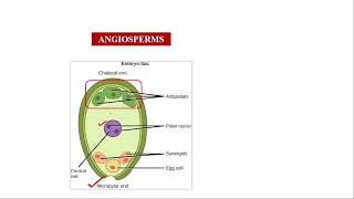 Micropyle and Chalaza end neet2024 neetbiology angiosperms [upl. by Gereld]