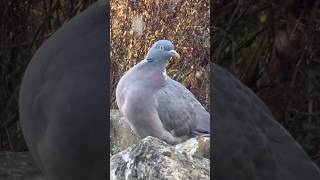 Hoppy The Wood Pigeon In His Favourite Place [upl. by Hnao]