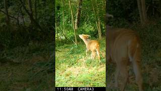 The Muntjac  Trail Camera Wildlife  Garden Watch Burton Joyce [upl. by Bibeau]