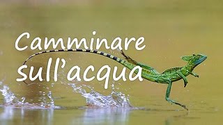 Camminare sullacqua [upl. by Violet448]