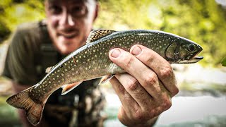 De la BELLE TRUITE dans une rivière PEU FRÉQUENTÉE  Pêche en Gaspésie 22 [upl. by Ecirtemed]