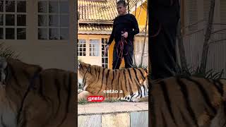 CUIDADOS COM O TIGRE TOM zoologico tiger amor gilbertomiranda [upl. by Jobye]