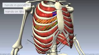 Muscles of the Thoracic Wall  3D Anatomy Tutorial [upl. by Eltsyrhc]