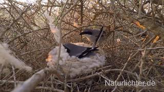 Raubwürger Lanius excubitor koenigi Paar am Nest kurz nach Sonnenaufgang Fuerteventura [upl. by Josefa805]