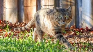 Secret Life of a Feral Cat Documentary [upl. by Cerellia]