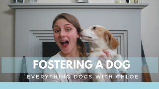 DOG FOSTERING  WHAT IT IS REALLY LIKE TO FOSTER [upl. by Karlyn641]