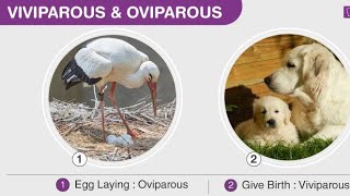 oviparous and viviparous animal [upl. by Nahgrom]