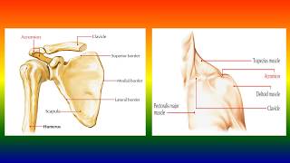 Acromial Process [upl. by Dionis]