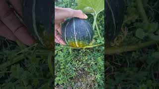 Kabochas Almost Ready gardening garden homegrowngardens [upl. by Ayotas25]