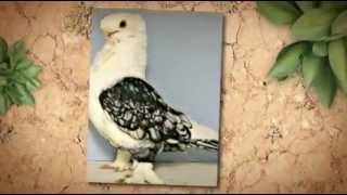 Satinette Blondinette Pigeons For Sale  Oriental Frills Pigeons For Sale [upl. by Ames]