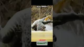 Cheetah fight crocodile 🙆🏻🤯aura 9999☠️ moment before disaster shorts youtubeshorts trending [upl. by Enohpets]