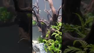 White Clouds Mountain Minnows are Cool aquariumfish fish fishkeeping aquascape shorts [upl. by Yanehc]