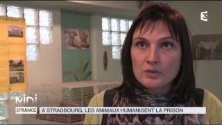 ANIMAUX  À Strasbourg les animaux humanisent la prison [upl. by Emma]