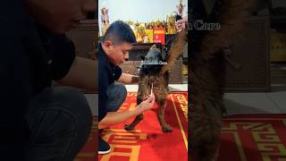 Video of injecting Dogs butt 🐕 to funny 😆 injection dog funny shots [upl. by Datnow]