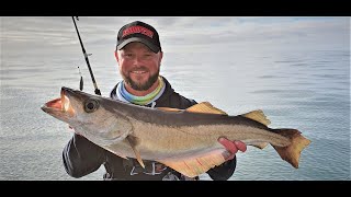 BIG Cornish Pollock  Slow Pitch Jig tailwalkrods shimanocurado pollockfishing boatfishinguk [upl. by Esinaj]