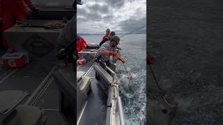 Got em halibut 100lbs sitkaalaska fishingvideo outdoors alaska fishing fishalaska bigfish [upl. by Sobmalarah]