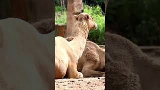 Camelos animals naturezacuriosa wildlife facts explorandoanatureza leopard [upl. by Mullac]