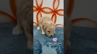 maltipoo maltese poodlepuppypuppies s [upl. by Inram]