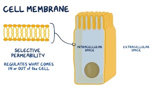 Cell Membrane  Fundamentals Explained in 10 minutes [upl. by Aro897]