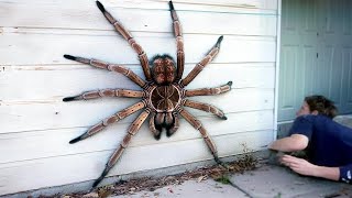 20 Biggest Spiders in the World [upl. by Anaimad664]