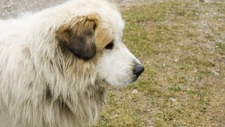 Pyrenean Mastiff Mastín del Pirineo [upl. by Latea]