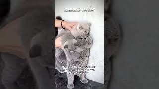 Imported British Short Hair Kittens For Sale bangalore britishshorthair newdelhi bshcat mumbai [upl. by Odranar]