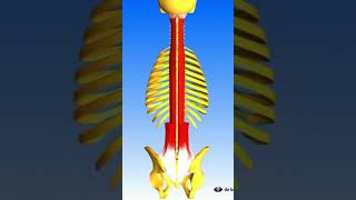 TRUNK EXTENSOR MUSCLES muscle anatomy humanbody [upl. by Lah]