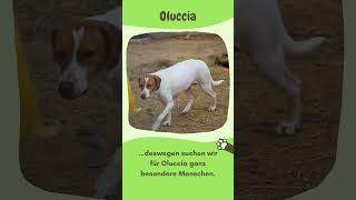 Oluccia sucht ganze besondere Menschen zuhausegesucht [upl. by Idou]