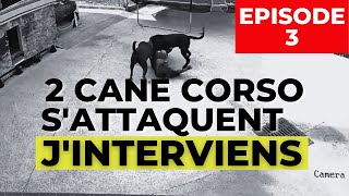 Cane Corso agressif  il attaque au SANG lautre chien et jinterviens [upl. by Ecnarwal]