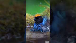 Golden crowned Tanager peru birds wildlife nature rare [upl. by Naruq269]