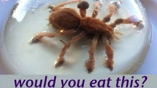 WOULD YOU EAT A SPIDER Food Art Jello Art HOW TO COOK THAT Ann Reardon [upl. by Janella432]